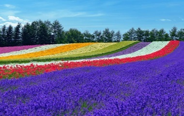 Japan Hokkaido Tour